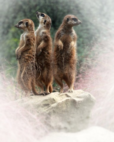 dance with attention-640