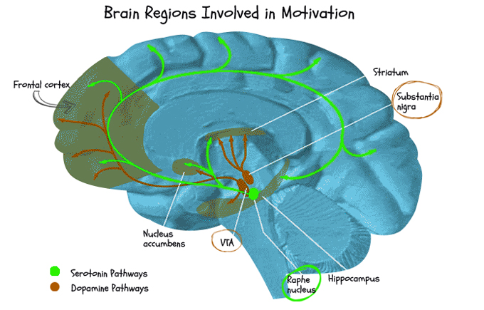 brain motivation chart x640